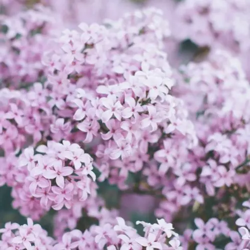 blumenfrauchen image 1